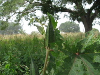 06 Gombo